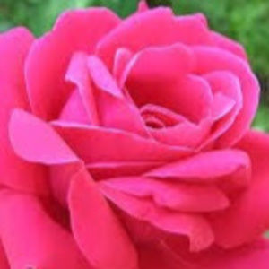 Meet your Posher, Renee